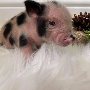 Meet your Posher, Kyindra